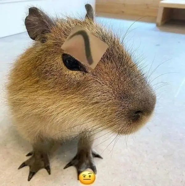 Capybara king meme dễ thương khiến bạn cảm thấy vui vẻ