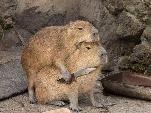 Capybara know your meme mang lại niềm vui cho người xem