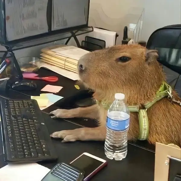 Capybara valentine meme dễ thương cho những ai yêu thích tình yêu