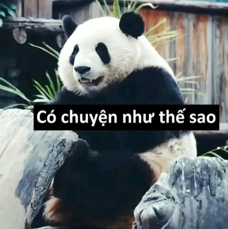 Meme gấu trúc ngang ngược khiến bạn không thể nhịn cười