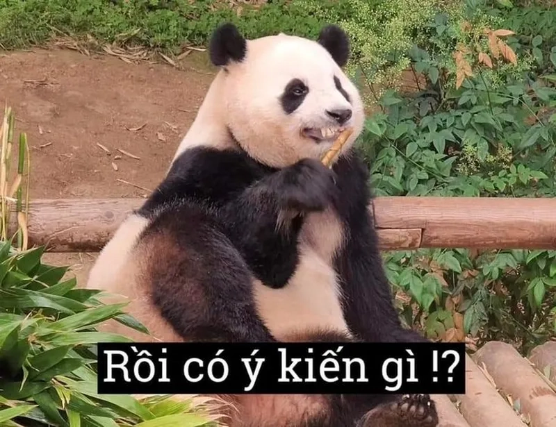 Ảnh chế meme gấu trúc mang lại tiếng cười cho mọi người