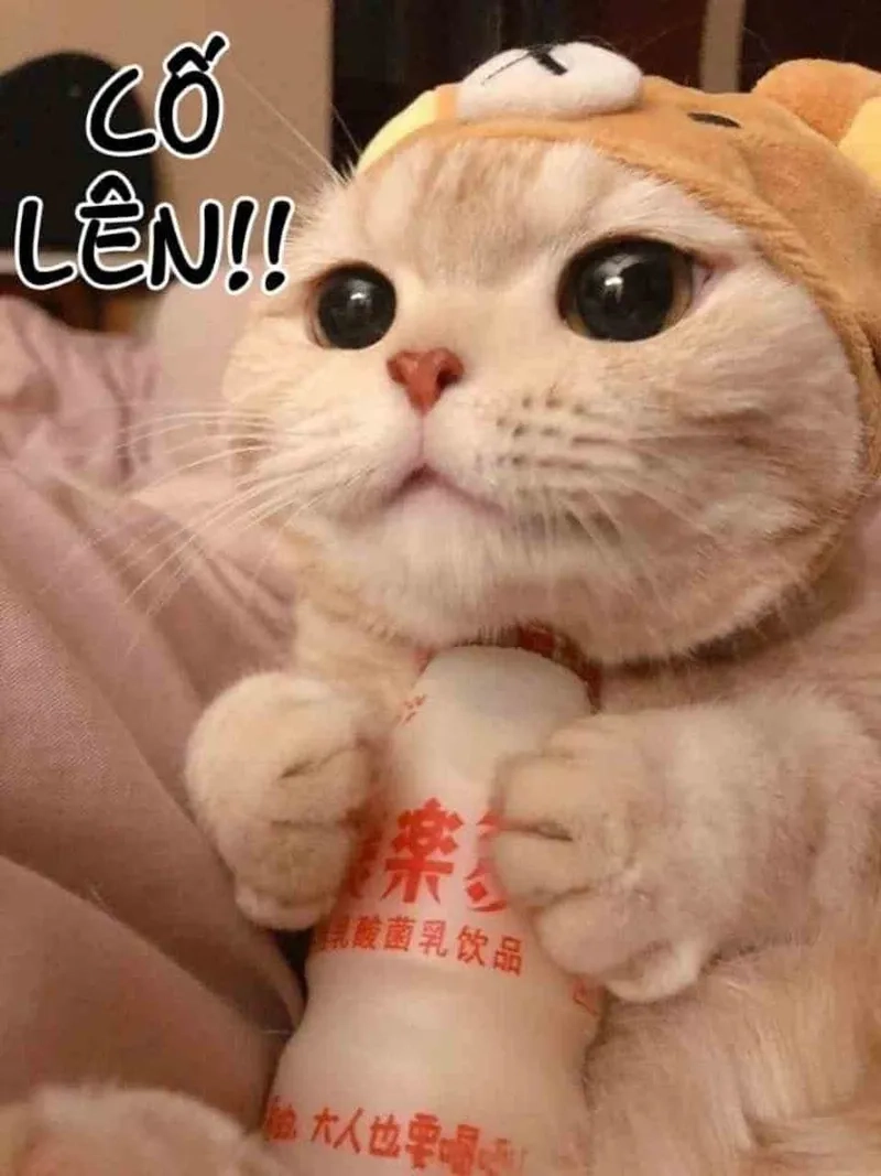 Meme anh cố lên mang lại niềm vui cho người xem