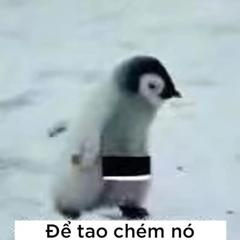 Meme cánh cụt mang lại tiếng cười cho mọi người