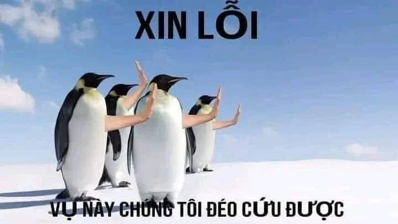 Cứu bé meme mang lại niềm vui cho mọi người