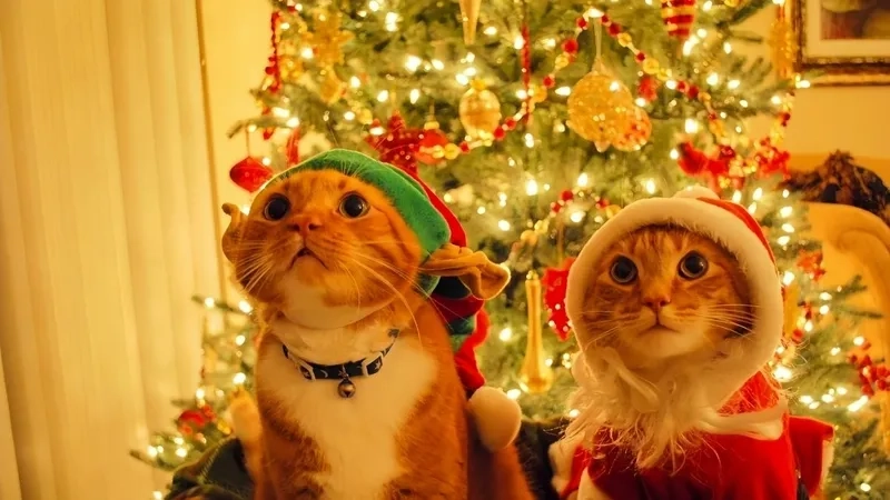 Meme mèo noel cute mang lại niềm vui cho người xem