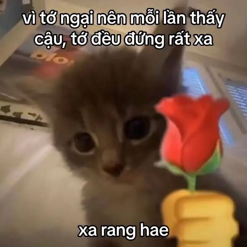 Ảnh meme cute love dễ thương cho trang cá nhân của bạn