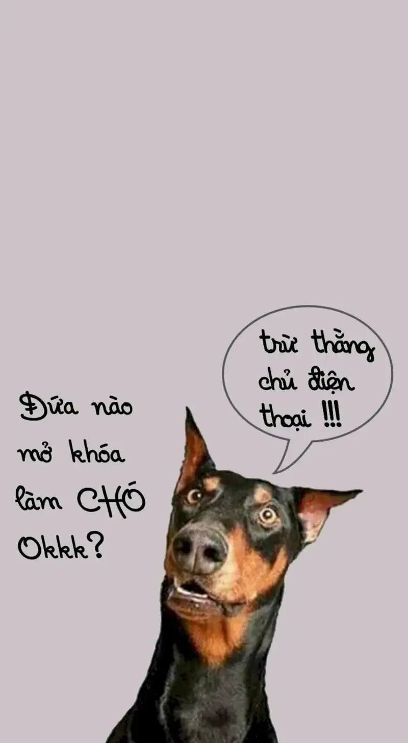 Meme ảnh mèo cute mang lại tiếng cười cho mọi người