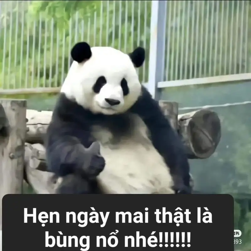 Avatar mèo cute meme dễ thương cho những ai yêu thích mèo