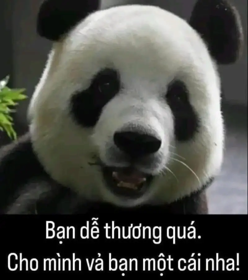 Ảnh meme mèo cute luôn thu hút sự chú ý của cộng đồng mạng