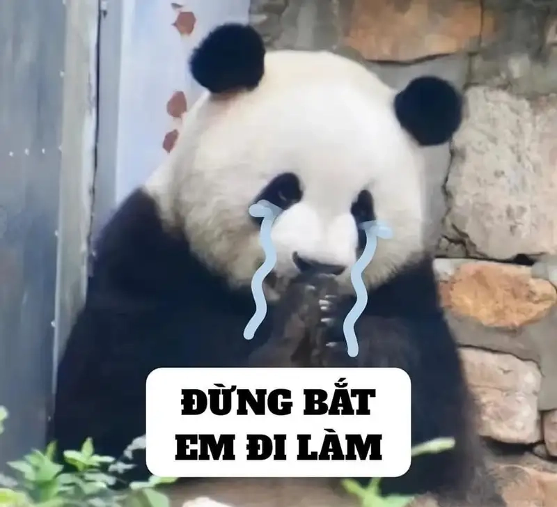 Ảnh mèo cute meme dễ thương khiến bạn không thể cưỡng lại