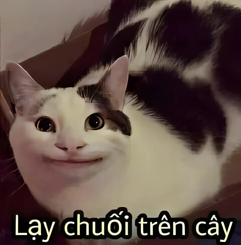 Meme quỳ lại thể hiện sự chân thành trong giao tiếp