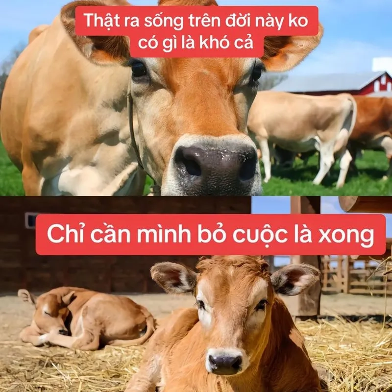 Bò biết bay meme tạo nên những câu chuyện thú vị