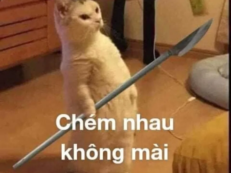 Meme đánh mèo thật hài hước và thú vị