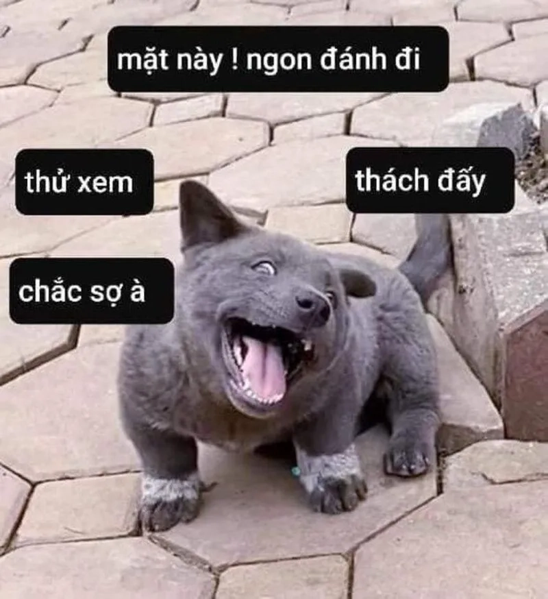 Meme chó mèo đánh nhau khiến bạn không thể nhịn cười