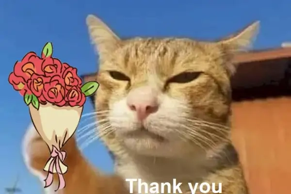 Thank you for your opinion meme khiến bạn không thể nhịn cười