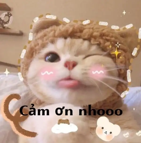 Meme thank khiến bạn cảm thấy vui vẻ