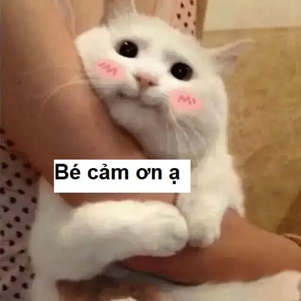 Lời cảm ơn meme mang lại niềm vui cho mọi người