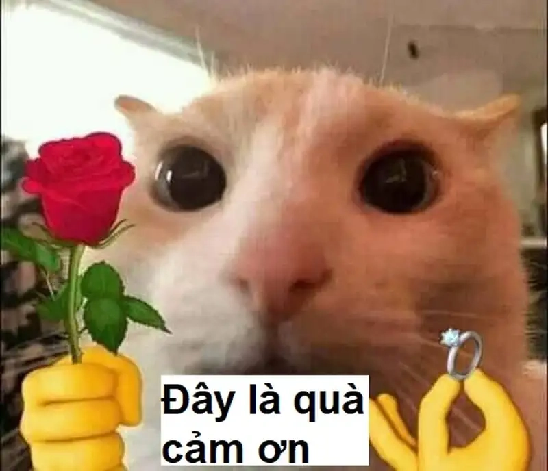 Thank you meme cảm ơn thật hài hước và thú vị