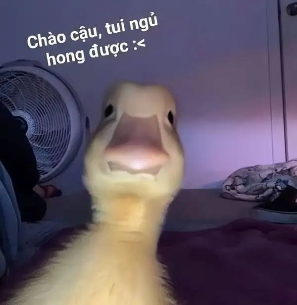 Meme mèo xin chào dễ thương cho những ai yêu thích mèo