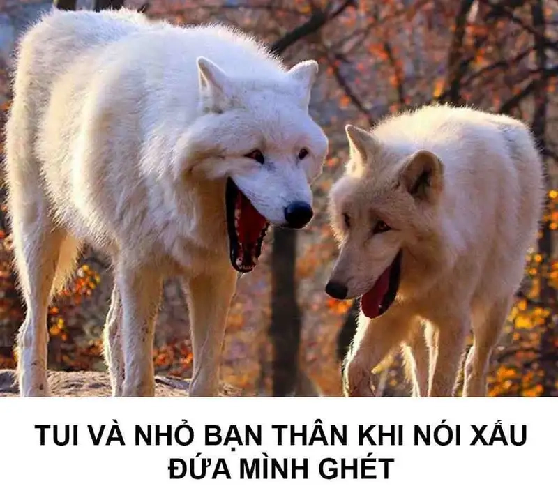 Chó meme hài thật đáng yêu và thú vị