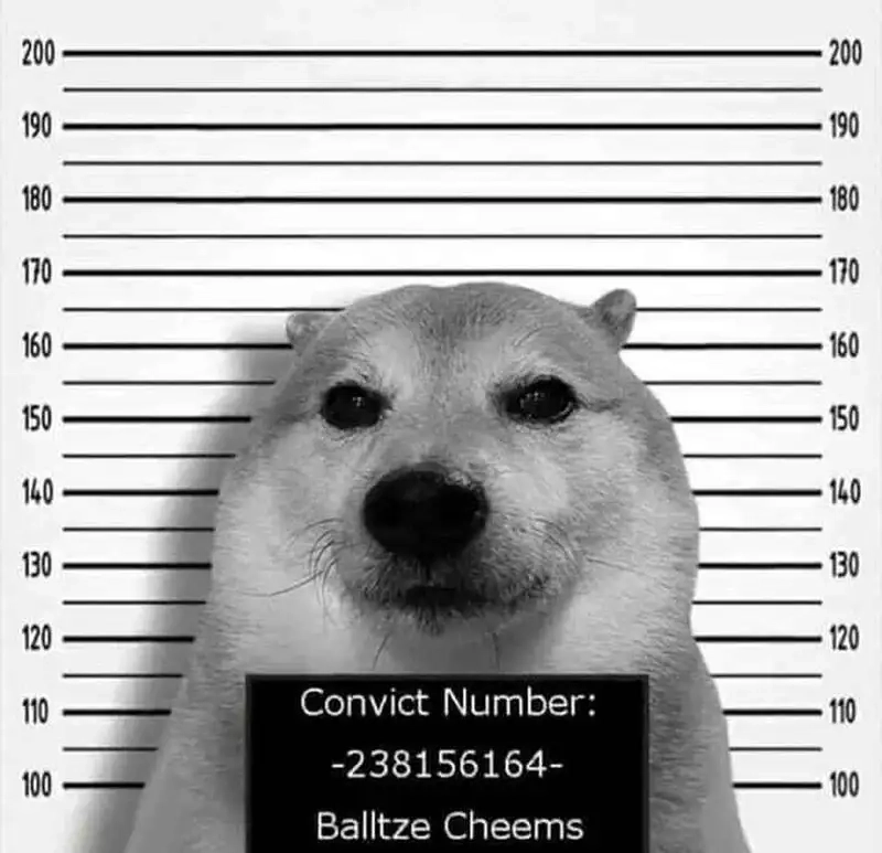 Chó shiba cười meme dễ thương khiến bạn cảm thấy vui vẻ