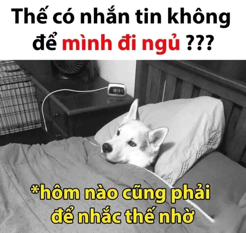 Meme ngủ đi khuyến khích bạn tìm giấc ngủ ngon