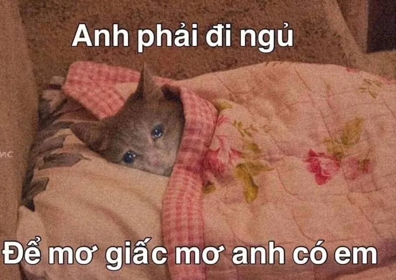 Mất ngủ meme thể hiện sự hài hước độc đáo