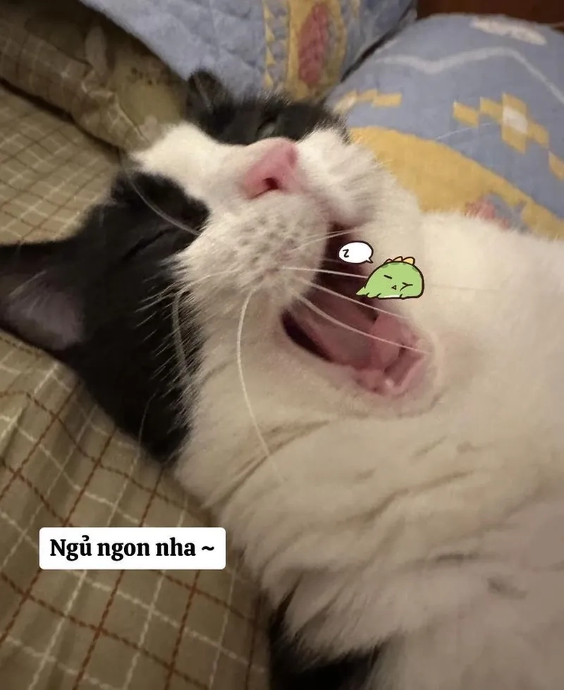 Ngủ ngon meme mang lại cảm giác ấm áp và dễ chịu