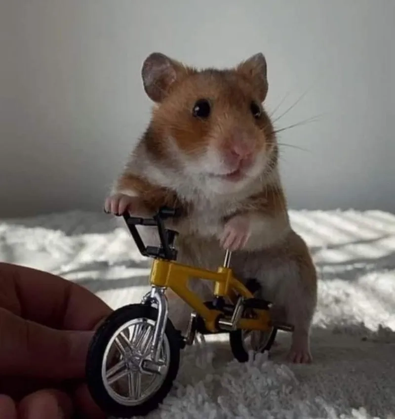 Meme ảnh chuột hamster chế mang lại tiếng cười cho mọi người