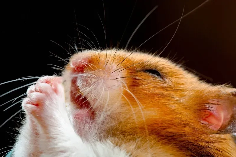 Hamster meme cute khiến bạn không thể nhịn cười