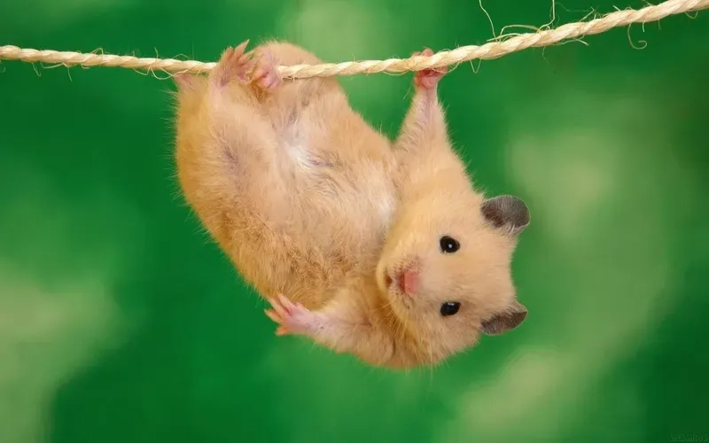 Hamster cute meme dễ thương cho những ai yêu thích động vật