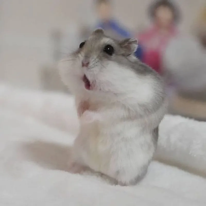 Hamster hài hước chuột meme mang lại tiếng cười cho mọi người