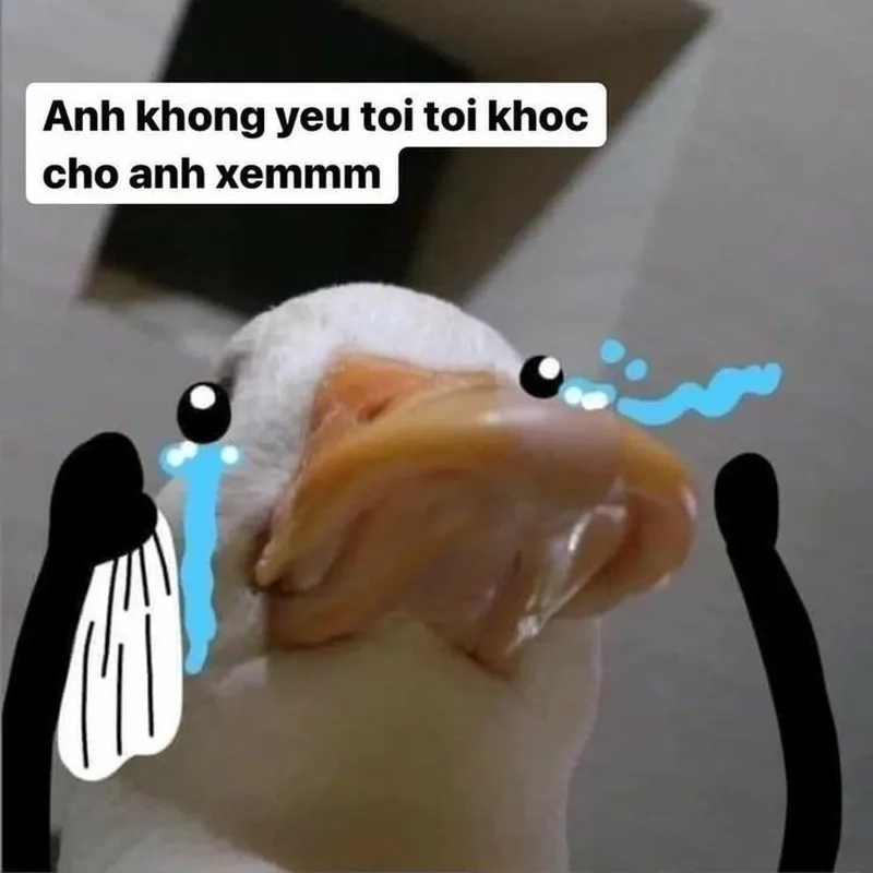 Vịt meme cute mang lại tiếng cười cho mọi người