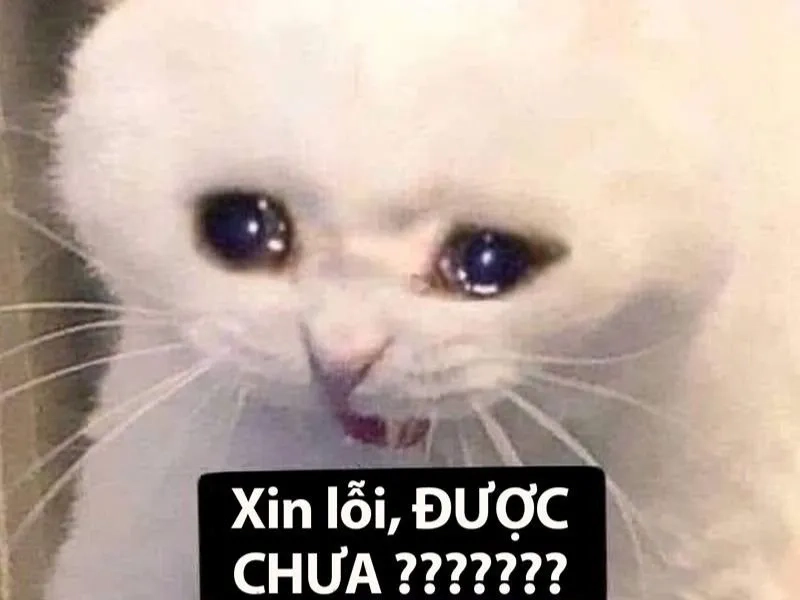 Meme chó đáng yêu dễ thương khiến bạn không thể nhịn cười