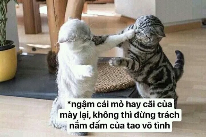 Người ta đánh giá meme mang lại tiếng cười bất ngờ