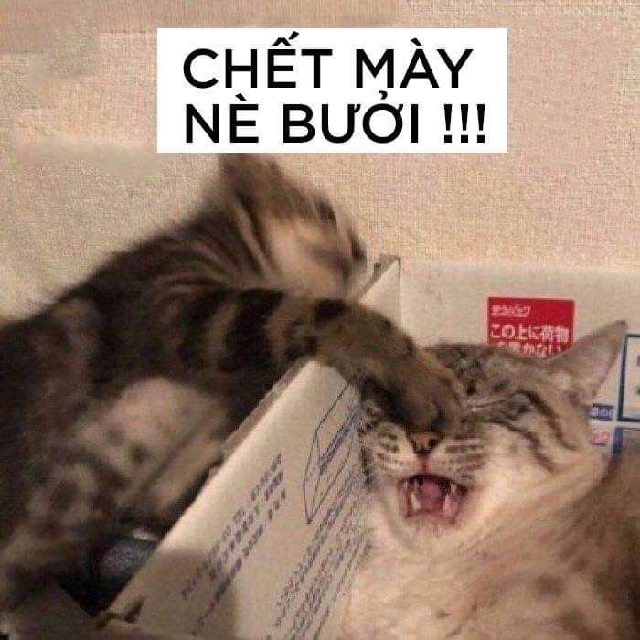 Hài hước meme đánh nhau thật thú vị và độc đáo