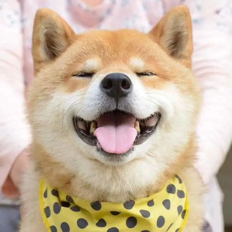 Hình doge meme mang lại niềm vui cho người xem