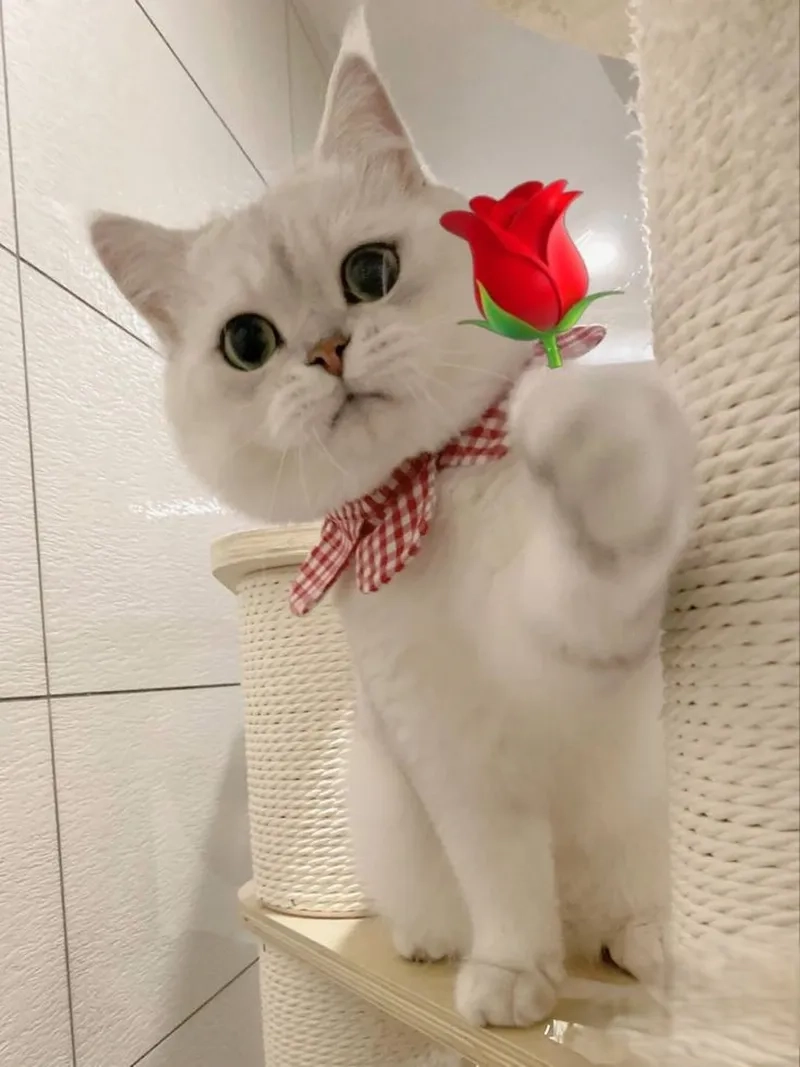 Meme ảnh em bé cute dễ thương khiến bạn cảm thấy vui vẻ