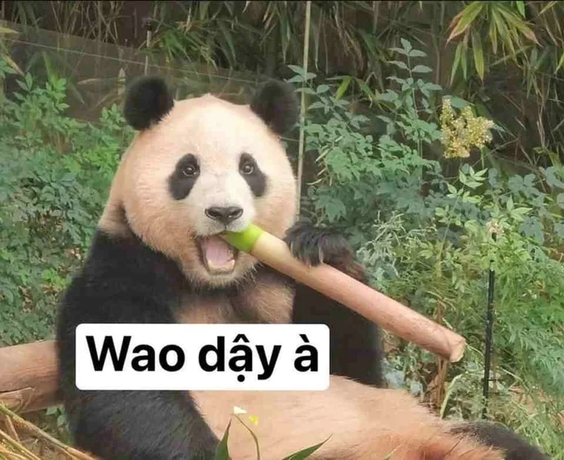 Meme hải ly loopy khiến bạn cảm thấy vui vẻ