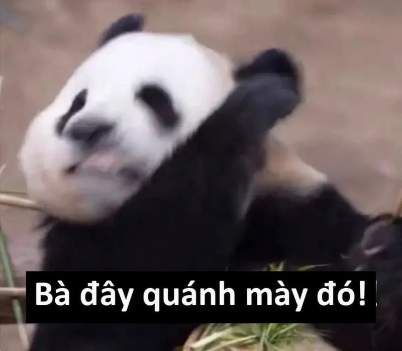 Hải ly trung quốc meme thật dễ thương và hài hước