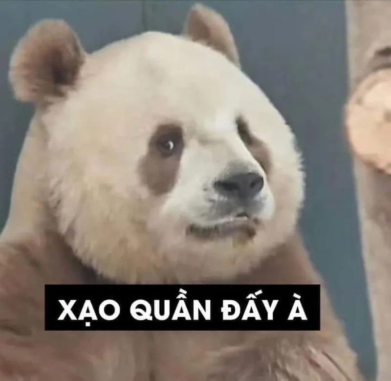 Ảnh meme gấu trúc dễ thương cho những ai yêu thích hài hước