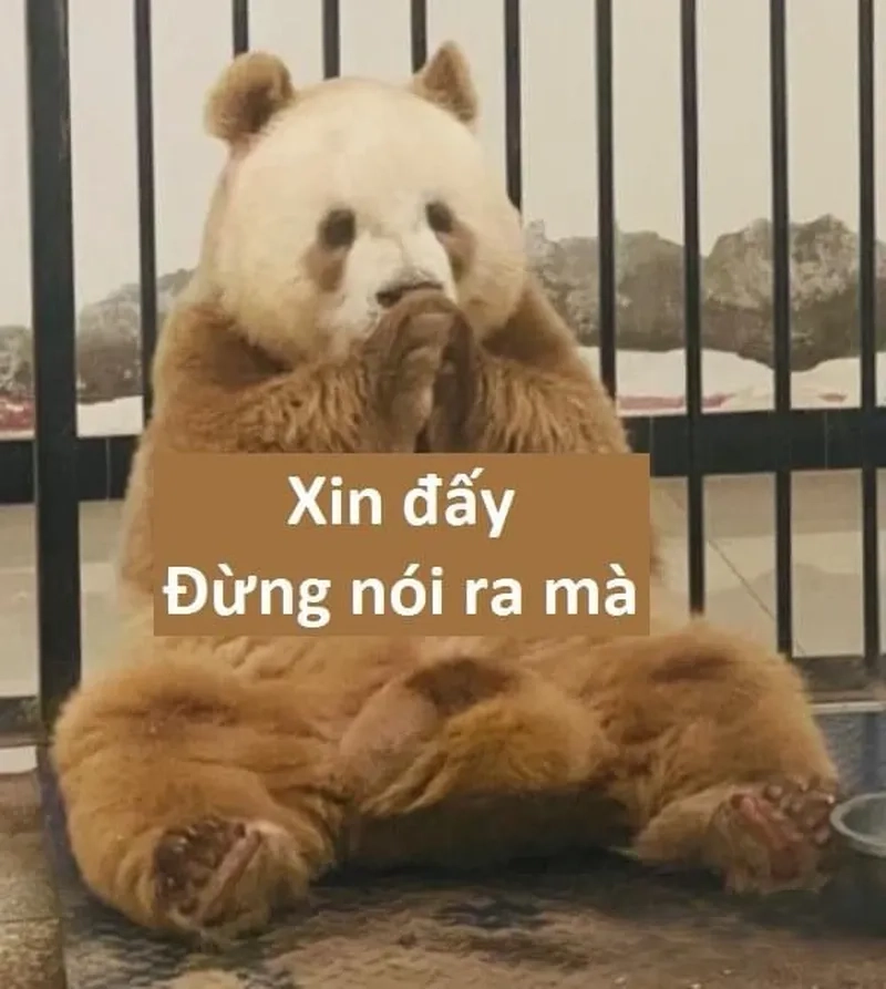 Meme gấu trúc Trung Quốc dễ thương khiến bạn không thể cưỡng lại