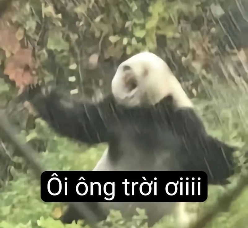 Bựa meme gấu trúc mang lại tiếng cười cho mọi người