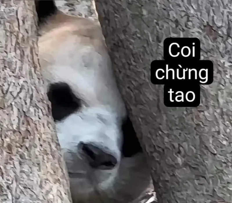 Vui nhộn meme gấu trúc bựa weibo mang lại niềm vui cho bạn