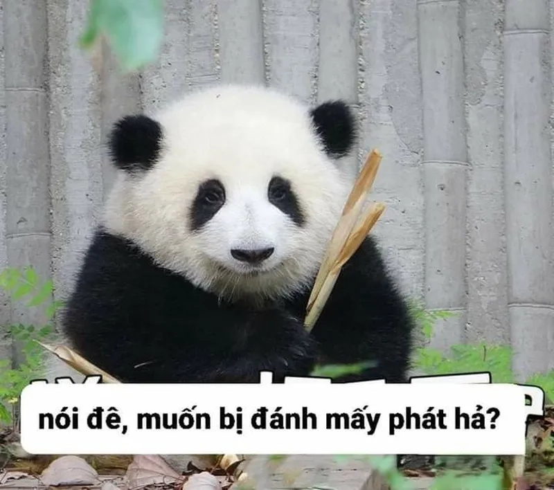 Ảnh chế meme gấu trúc bựa weibo thật độc đáo và hài hước