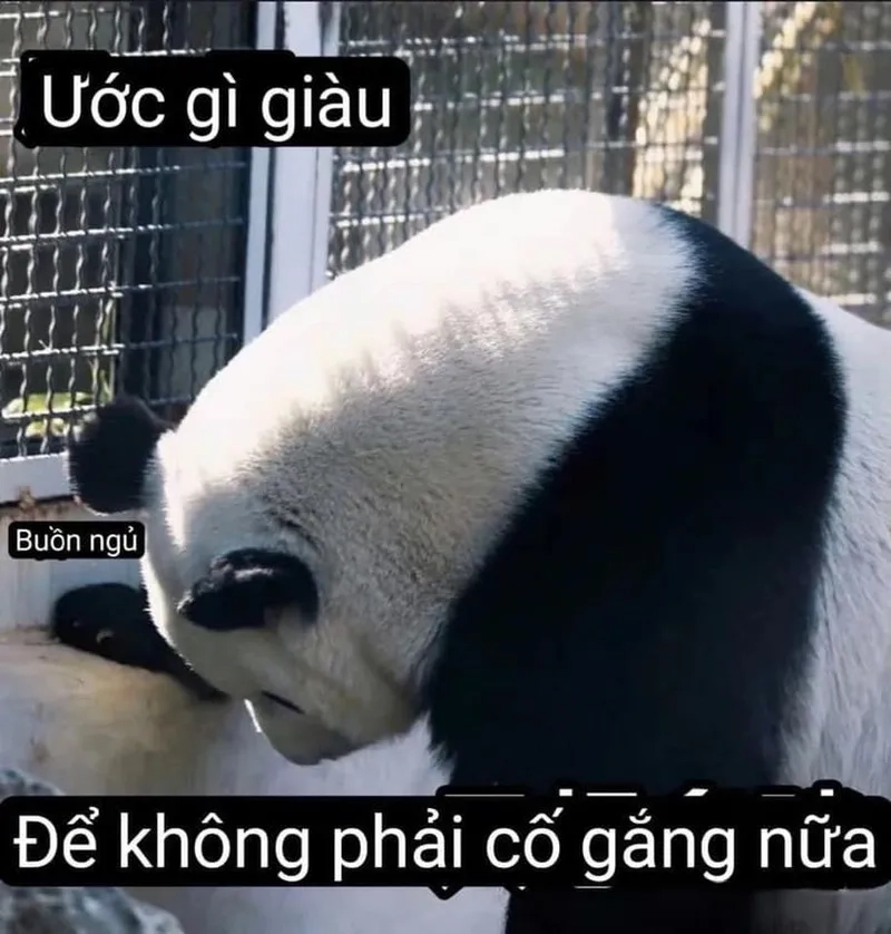 Gấu trúc khóc meme thật đáng yêu và hài hước