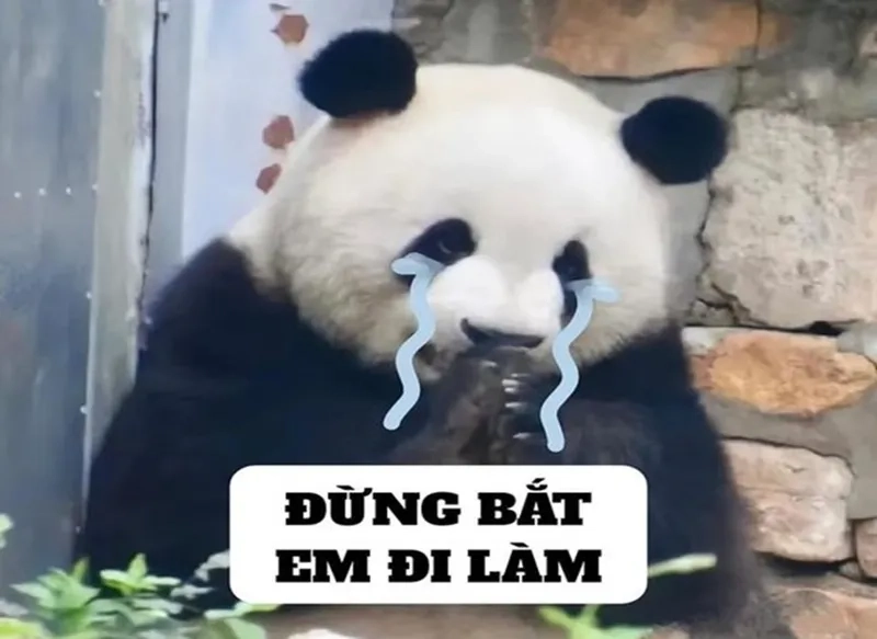 Meme gấu trúc mệt mỏi dễ thương khiến bạn cảm thấy đồng cảm