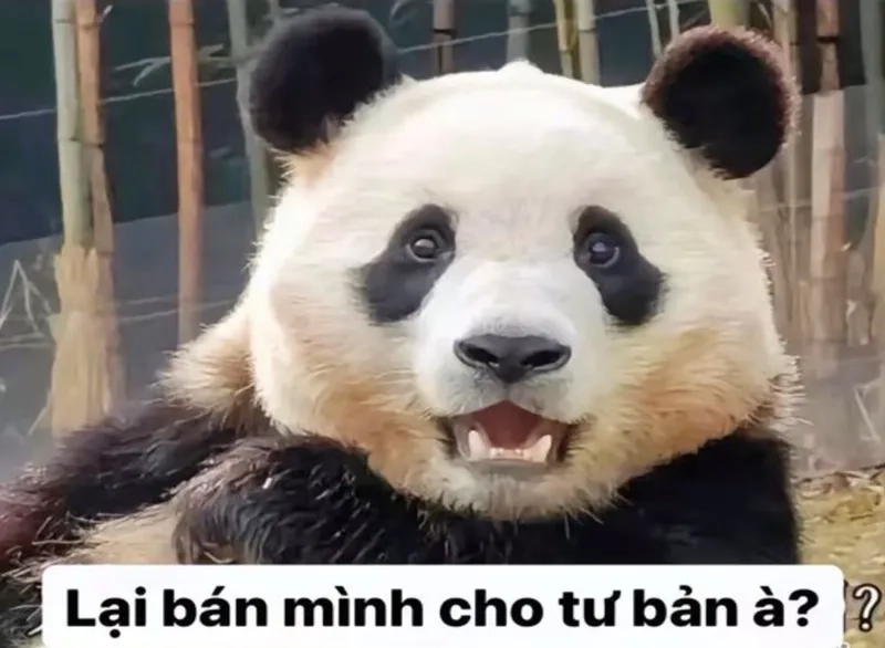 Meme con gấu trúc dễ thương cho những ai yêu thích động vật