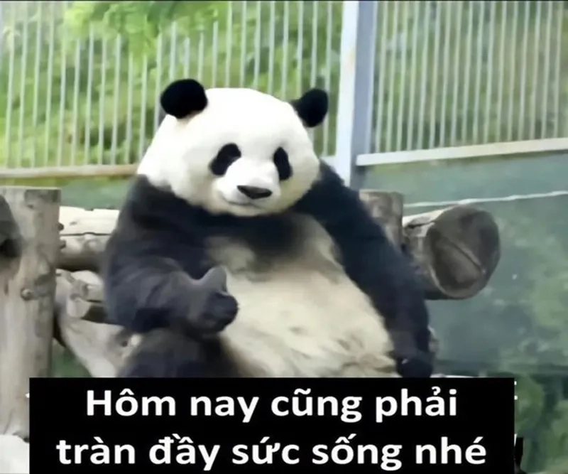 Gấu trúc troll meme kết thúc bài thuyết trình mang lại tiếng cười sảng khoái