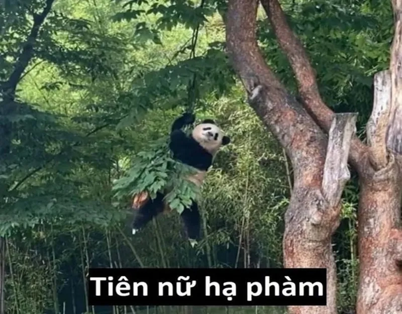 Meme Trung Quốc gấu trúc dễ thương khiến bạn không thể nhịn cười